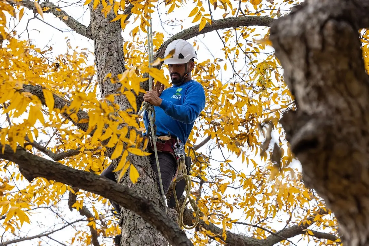 Skilled Tree Transplanting crew working in Climax